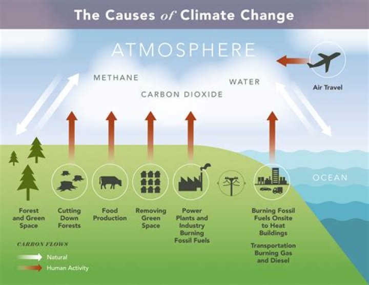 how are humans changing the carbon cycle