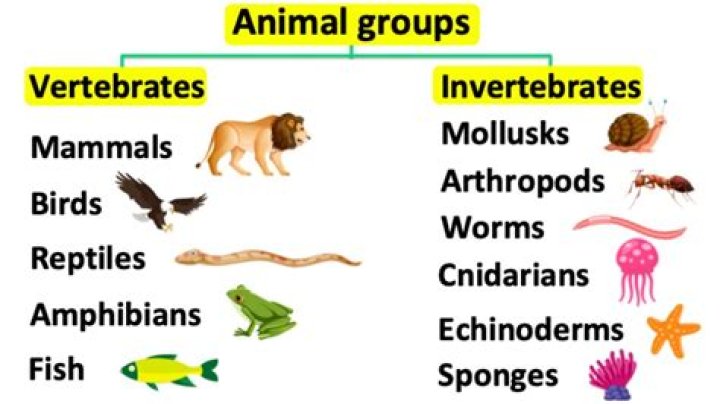 how are invertebrates different from vertebrates