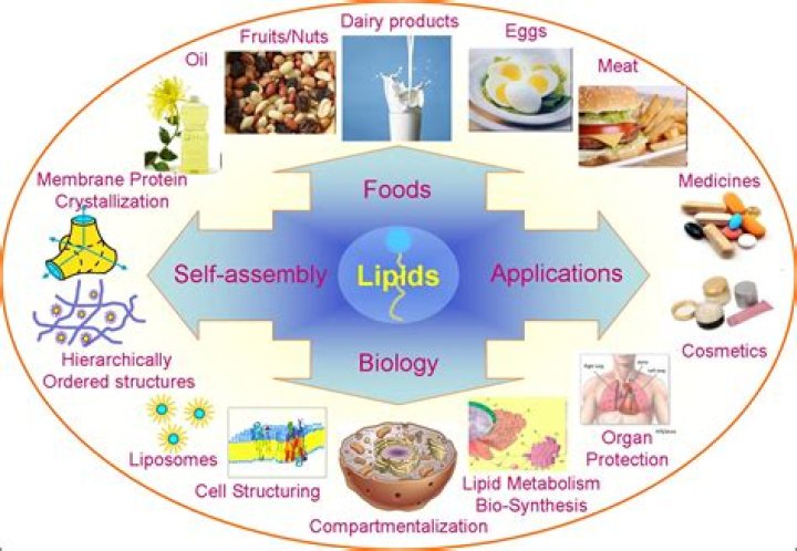 how are lipids used in living things