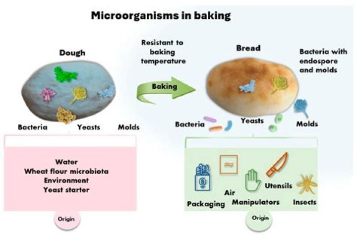 how are microorganisms helpful - Lisbd-net.com
