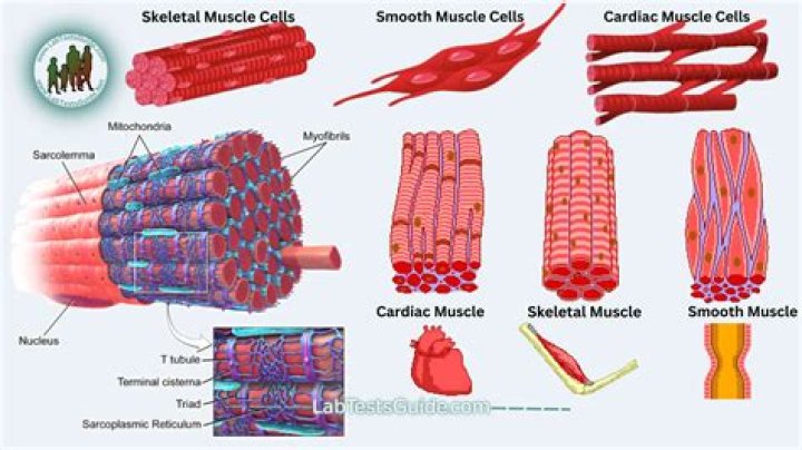how are muscle cells different from blood cells
