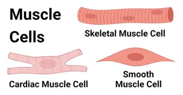 how are nerve cells and muscle cells similar