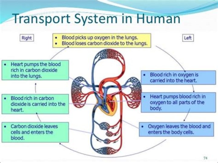 how are nutrients transported around the body