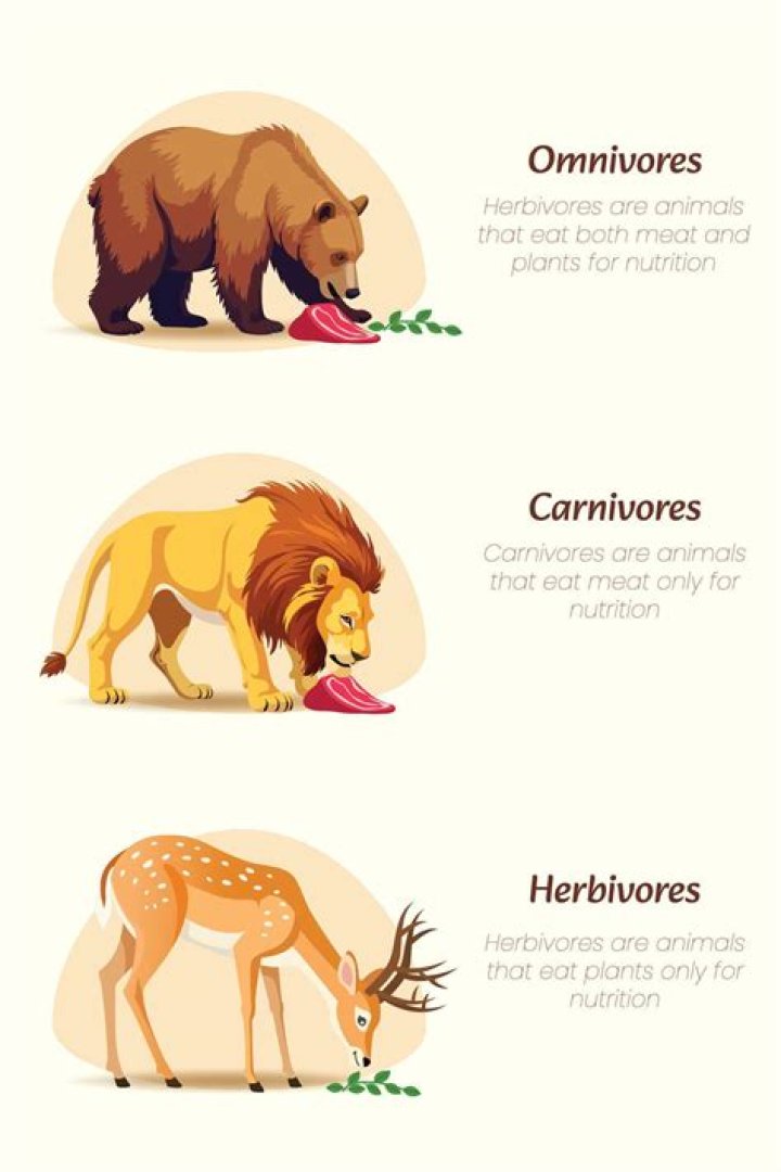 how are omnivores similar to carnivores