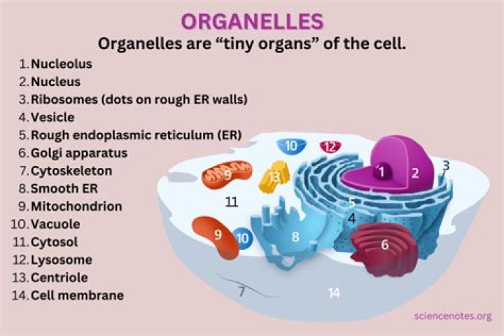 How Are Organelles Similar To Organs?