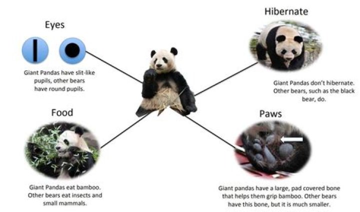 how are pandas different from other bears