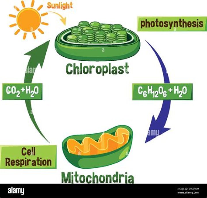 how are photosynthesis and respiration related