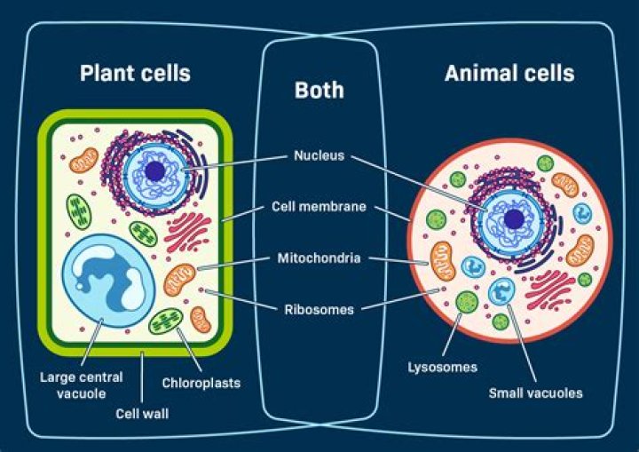 how are plant animal and bacterial cells alike and different