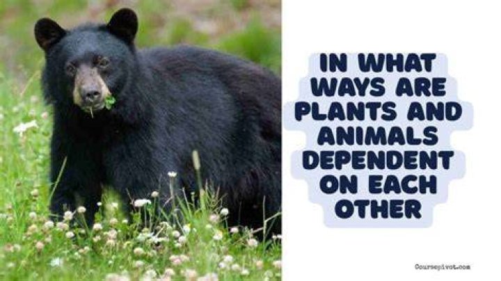how are plants and animals dependent on each other