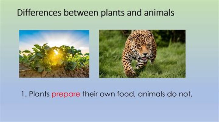 how are plants and animals similar