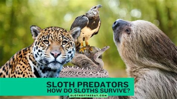 how are predators and parasites alike