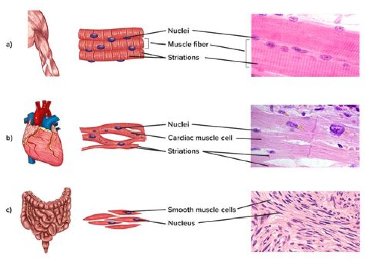 how are striations formed - Lisbd-net.com