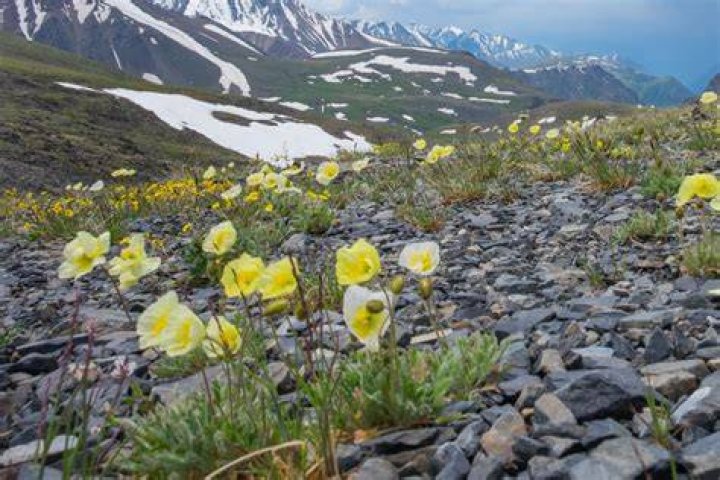 how are the leaves of plants adapted to the tundra