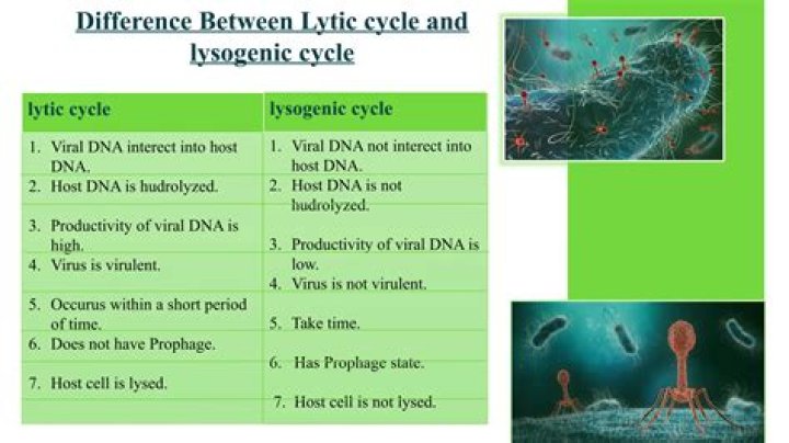 how are the lysogenic and lytic cycles different?