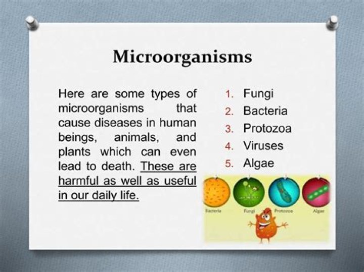 how are transgenic organisms useful to human beings
