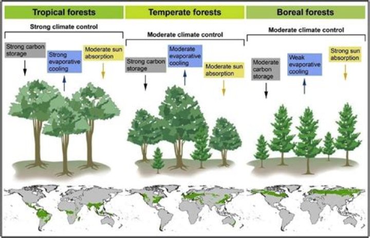 how are tropical rainforests and temperate forests different