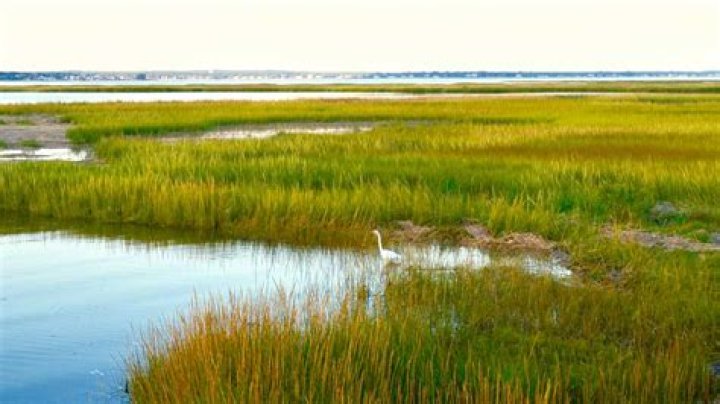how are wetlands important to wildlife