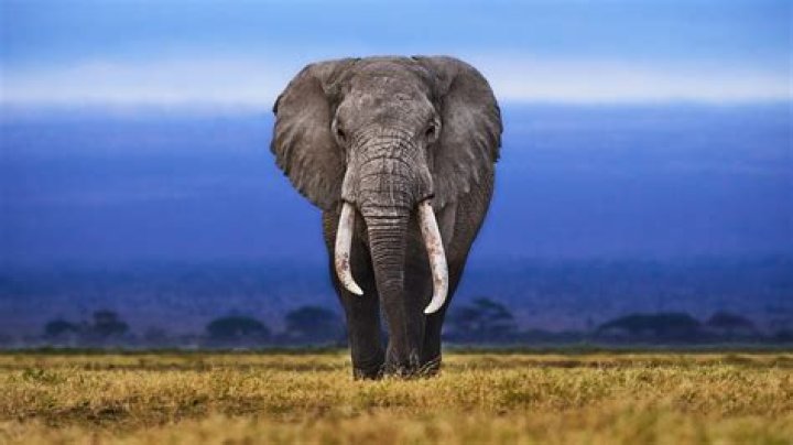 how big are elephant eyes