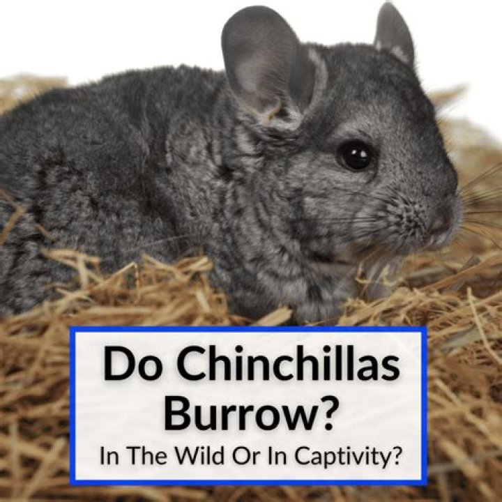 how big do chinchillas grow