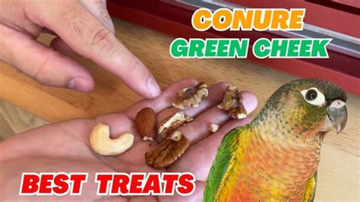 how big does a green cheek conure get