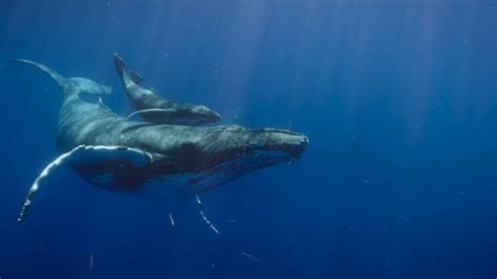 how big is a newborn blue whale