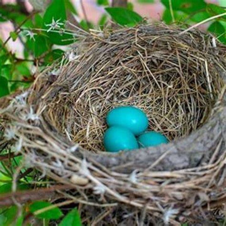 how birds nests are made