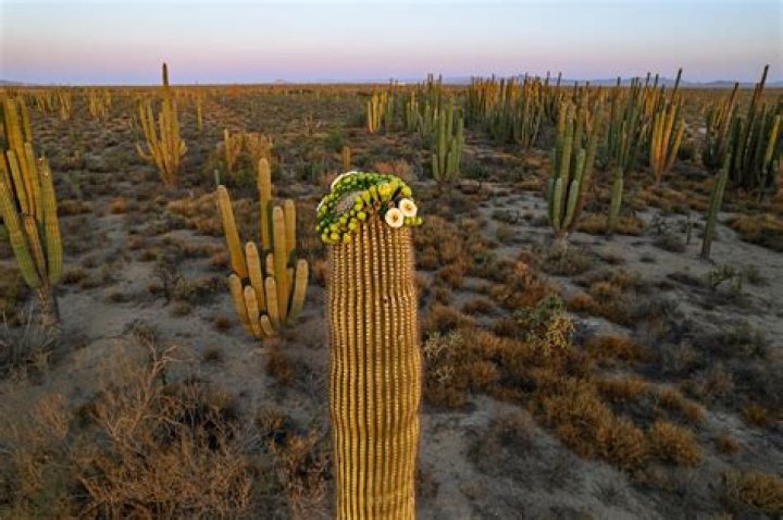 how can a cactus survive in the desert