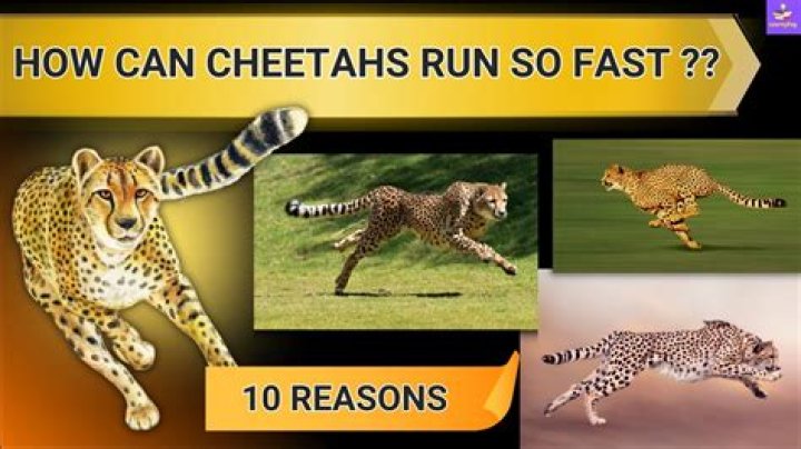 how can cheetahs run so fast