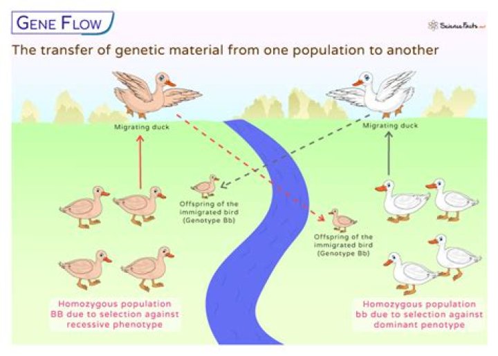 how can gene flow lead to evolution