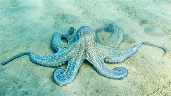 how can octopus change color