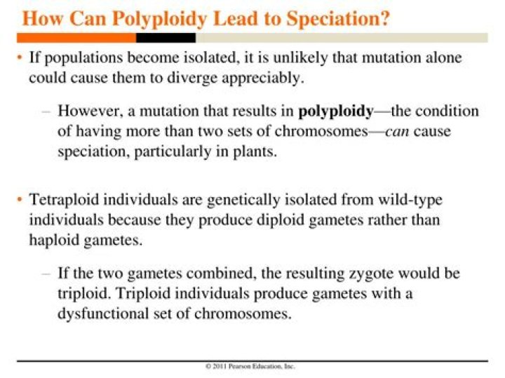 how can polyploidy lead to speciation