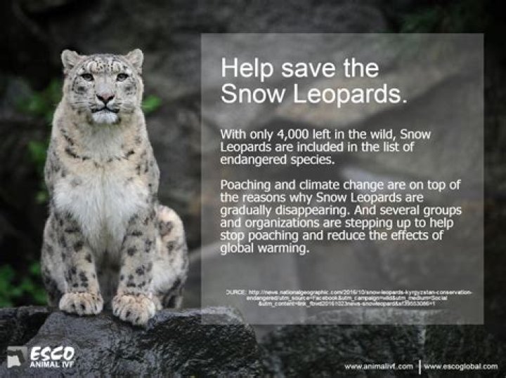 how can we help snow leopards