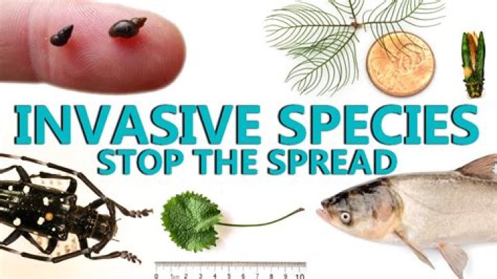 how can we stop invasive species