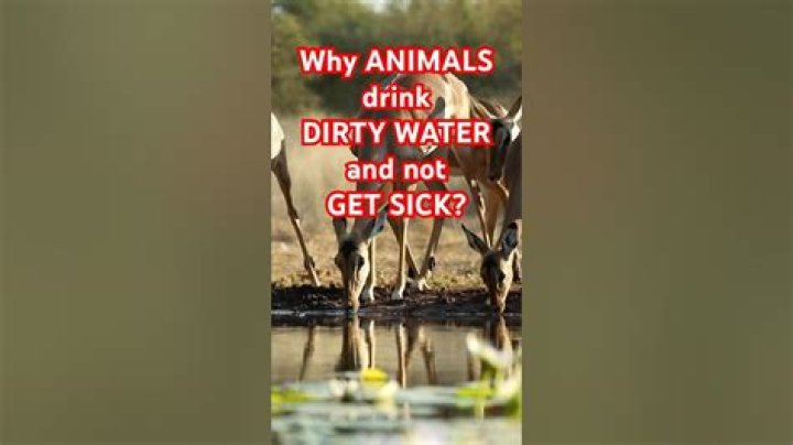 how come animals can drink dirty water