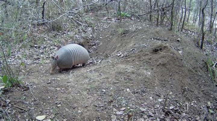 how deep are armadillo burrows