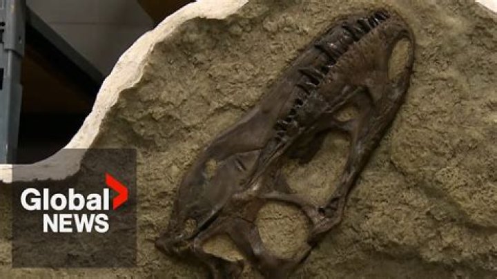 how deep are dinosaur bones