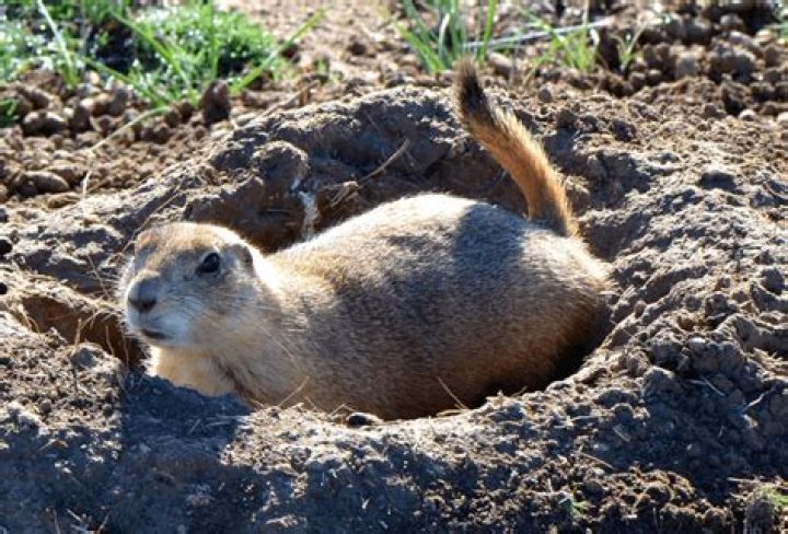how deep do groundhogs dig