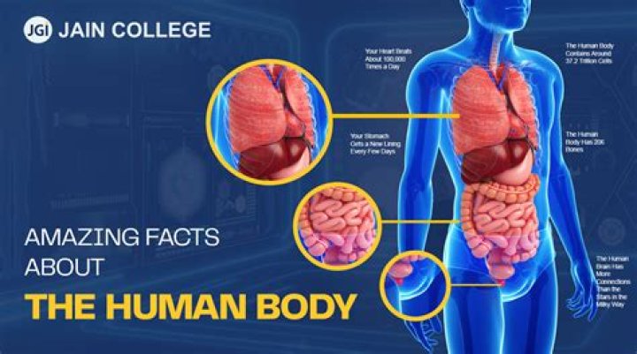 how dense is the human body