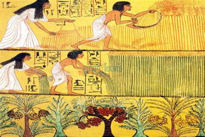 how did egypt's main crops of papyrus