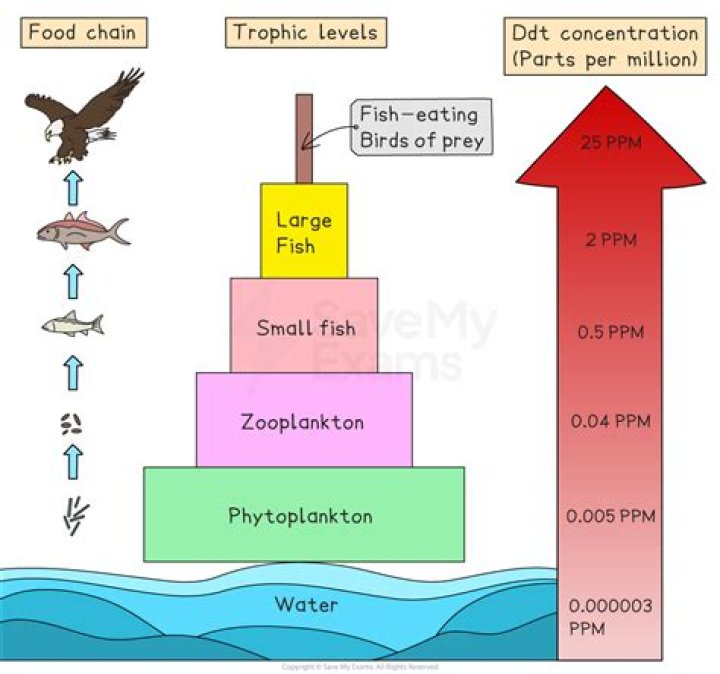how did high concentrations of ddt affect bird populations