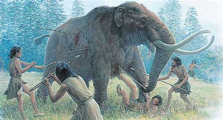 how did humans help the bison from being hunted to extinction