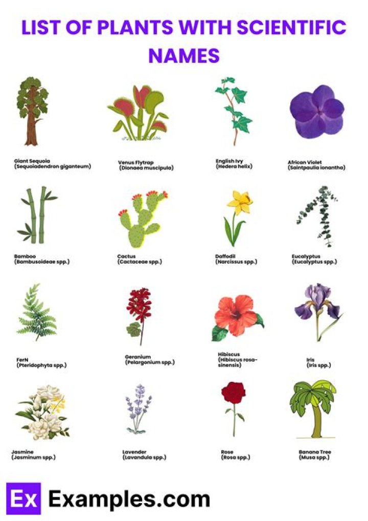 how did scientific names impact classification