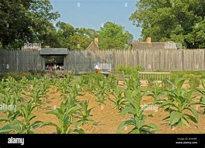 how did the growing of tobacco affect the jamestown colony