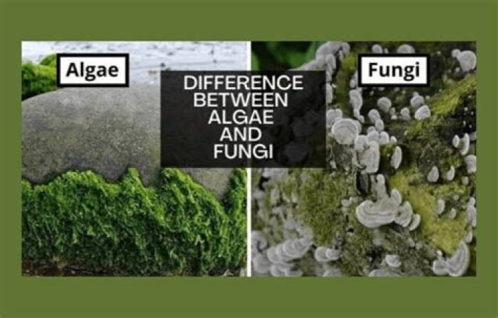 how do algae differ from fungi