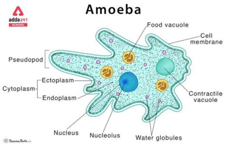 how do amoeba get their food