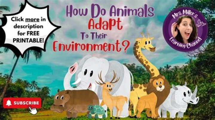 how do animals adapt to the rainforest