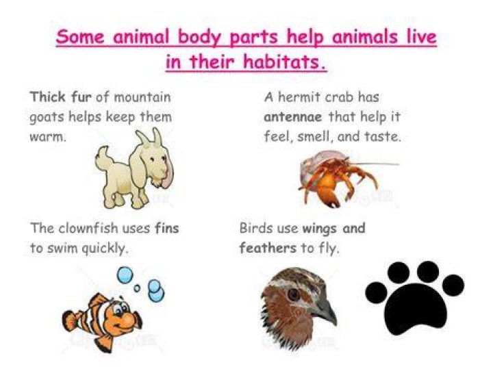 how do animals bodies help them
