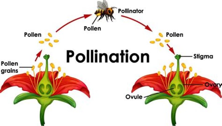 how do animals help plants reproduce