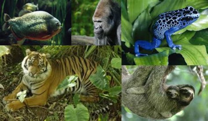 how do animals survive in the tropical rainforest