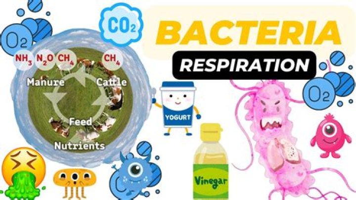 how do bacteria breathe - Lisbd-net.com